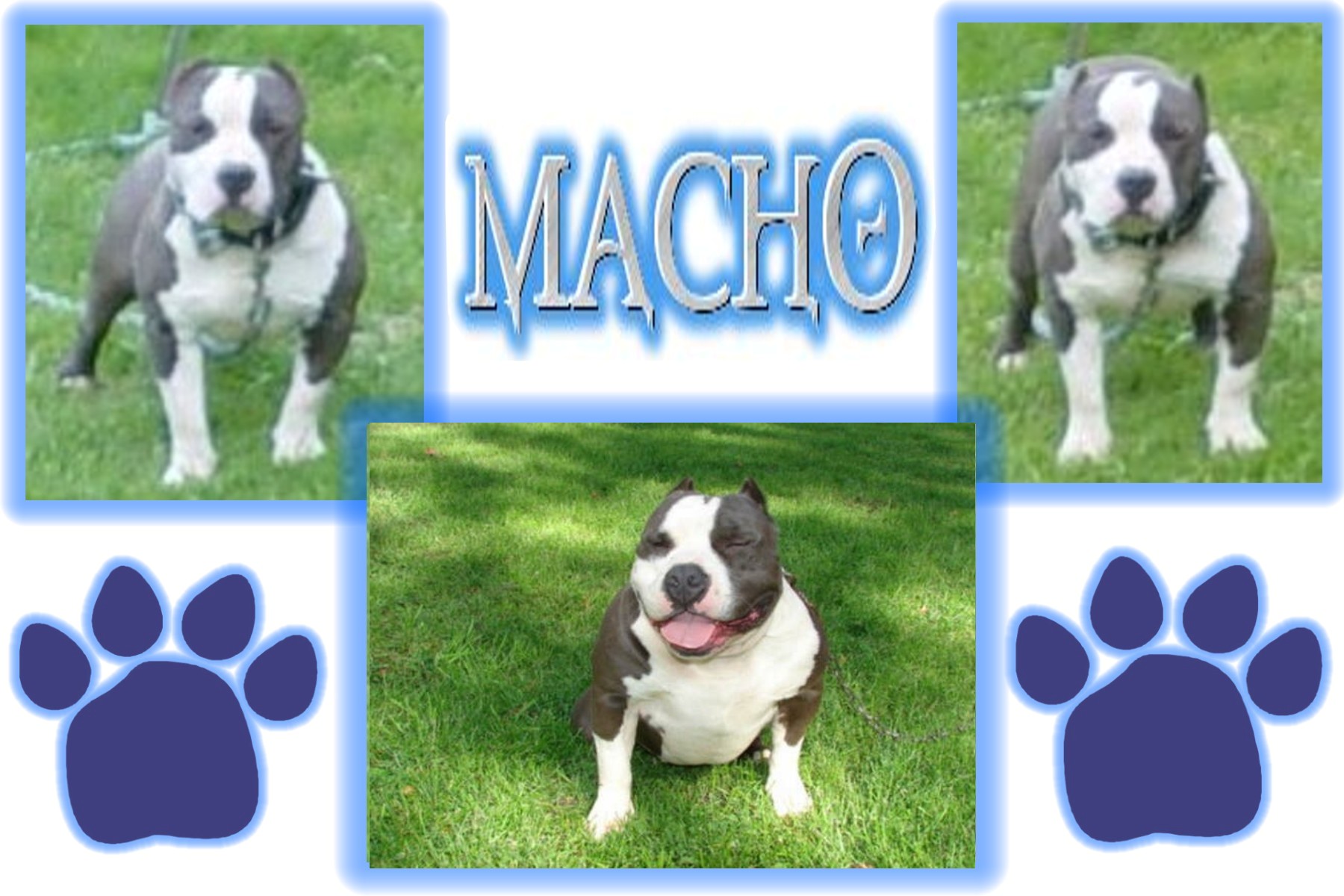 macho002.jpg